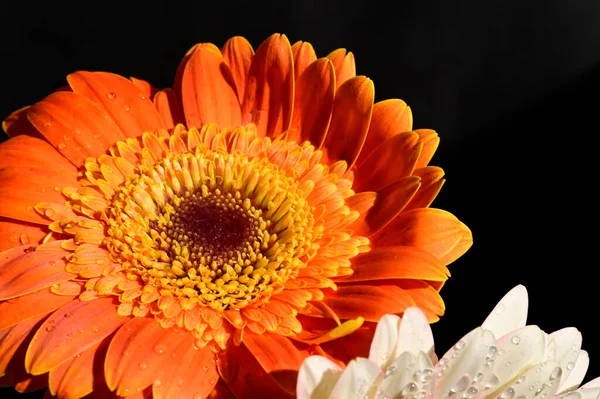 Krásné Gerber Květiny Tmavém Pozadí Letní Koncept Zblízka — Stock fotografie