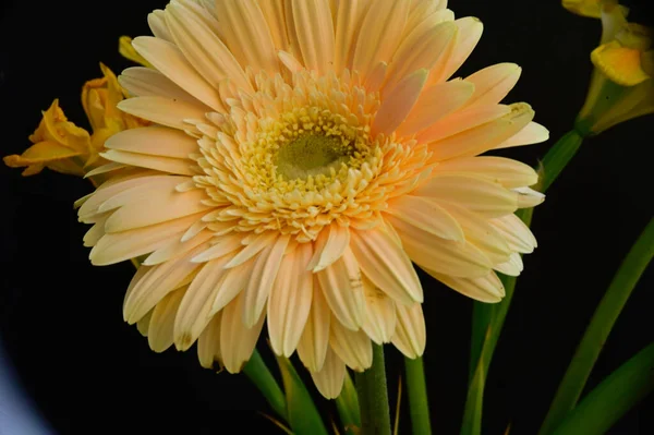 Bela Gerbera Fundo Escuro Conceito Verão Vista Perto — Fotografia de Stock