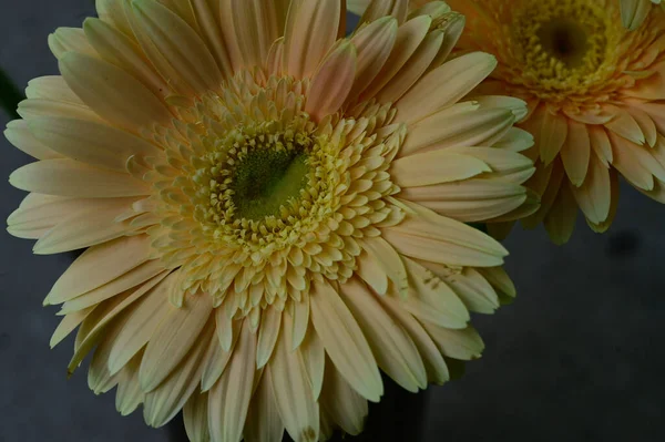 Hermosas Flores Gerbera Sobre Fondo Borroso Concepto Verano Vista Cercana — Foto de Stock