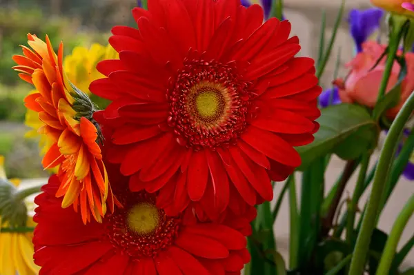 아름다운 꽃다발들 자연적 여름의 가까이 — 스톡 사진