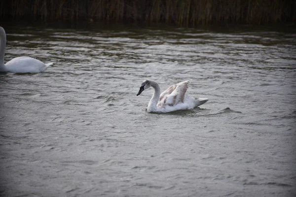 Красиві Білі Лебеді Плавають Поверхні Води Озера Літній День — стокове фото