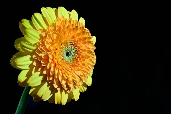 Цветы Гербер Темном Фоне — стоковое фото