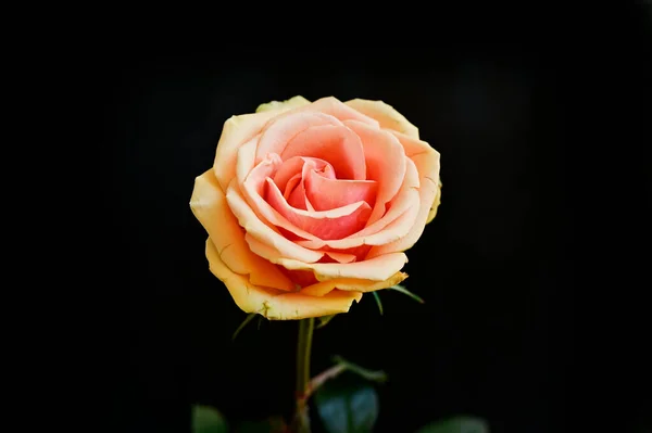 Bela Rosa Flor Fundo Escuro Conceito Verão Vista Perto — Fotografia de Stock