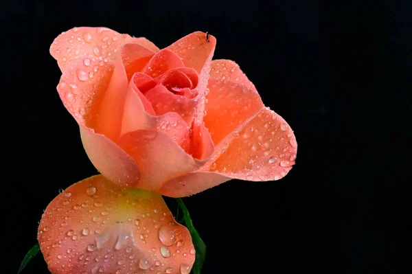 Sorprendentes Flores Tiernas Aisladas Sobre Fondo Negro — Foto de Stock