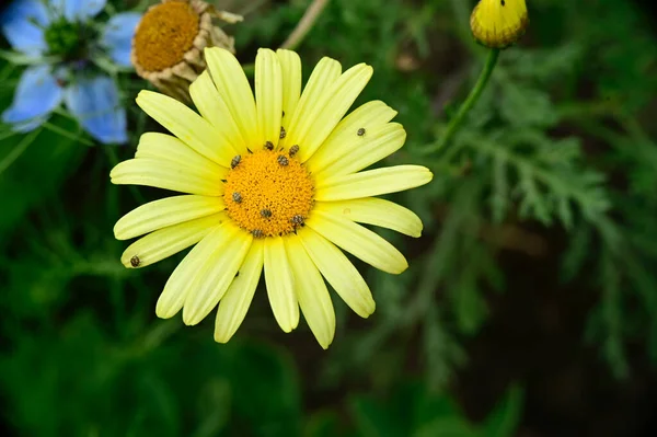 Mooie Bloemen Groeien Tuin Zomer Zonnige Dag — Stockfoto