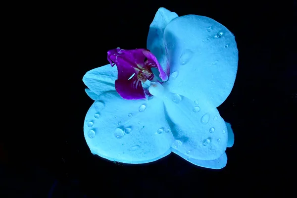 Erstaunlich Zarte Blumen Isoliert Auf Schwarzem Hintergrund — Stockfoto