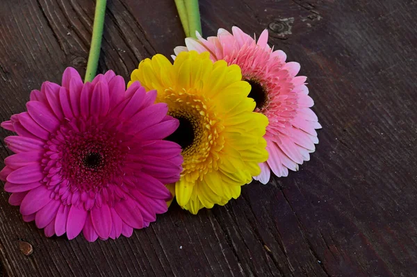 Belas Flores Gerbera Fundo Madeira Conceito Verão Vista Perto — Fotografia de Stock