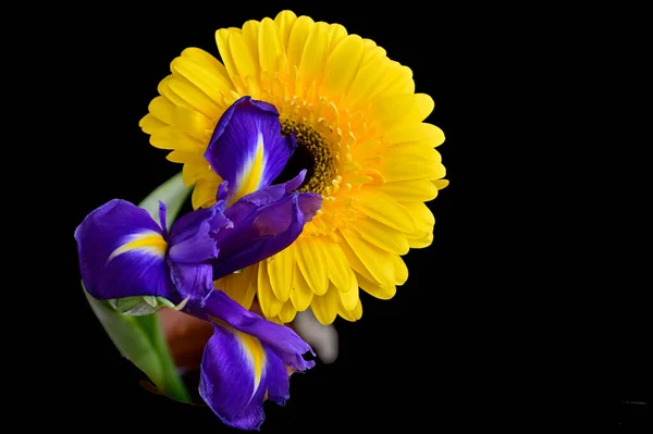 Belas Flores Íris Gerbera Fundo Escuro Conceito Verão Visão Próxima — Fotografia de Stock