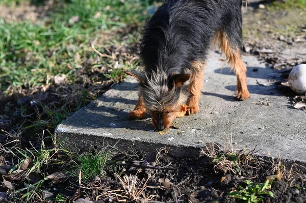 Schattig Hond Het Hebben Van Plezier Buiten Zomerdag — Stockfoto