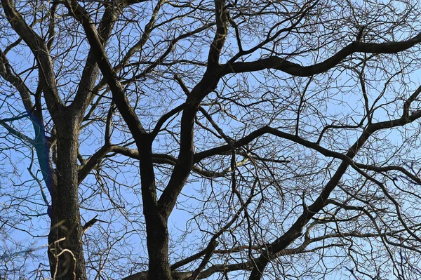 Malerischer Blick Auf Schöne Kahle Bäume Vor Dem Hintergrund Des — Stockfoto