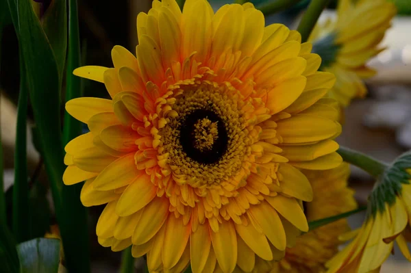 Gerber Kwiaty Ciemnym Tle — Zdjęcie stockowe