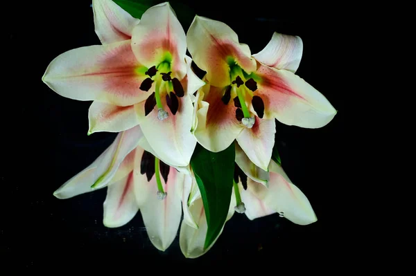 Beautiful Lilies Reflections Dark Background Summer Concept Close View — Stock Photo, Image