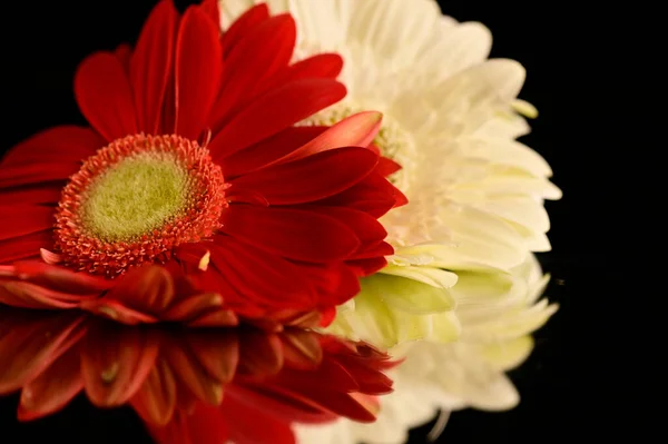 Piękne Gerbera Kwiaty Refleksji Ciemnym Tle Koncepcji Lata Widok Bliska — Zdjęcie stockowe
