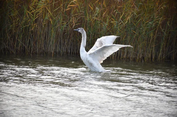 Schöner Weißer Schwan Schwimmt Sommertagen Auf Der Wasseroberfläche Des Sees — Stockfoto