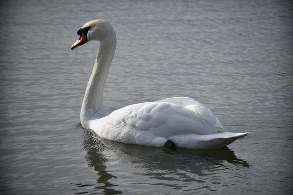 Schöner Weißer Schwan Schwimmt Sommertagen Auf Der Wasseroberfläche Des Sees — Stockfoto