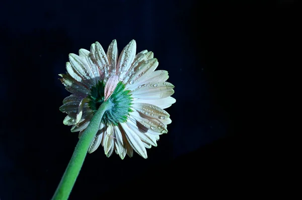 Gerber Flowers Dark Background — Stock Photo, Image