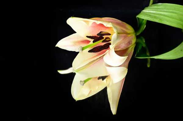 Bela Flor Lírio Com Reflexão Sobre Fundo Escuro Conceito Verão — Fotografia de Stock