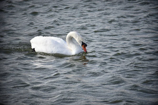 Красивый Белый Лебедь Купающийся Поверхности Озера Летний День — стоковое фото