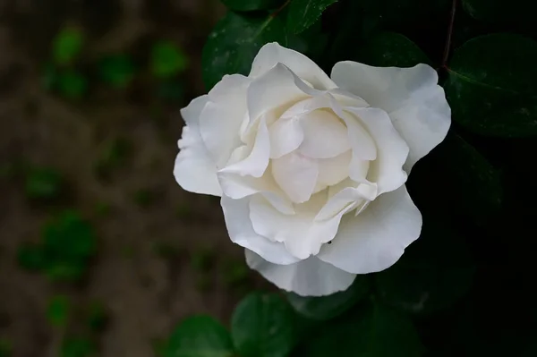 Beautiful Rose Flowers Growing Garden Summer Sunny Day — Stock Photo, Image