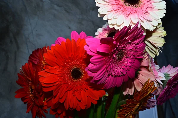 Gerber Blumen Auf Dunklem Hintergrund — Stockfoto