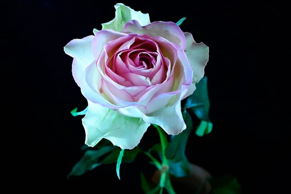 Úžasné Jemné Květiny Izolované Černém Pozadí — Stock fotografie