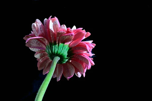 Gerber Blumen Auf Dunklem Hintergrund — Stockfoto