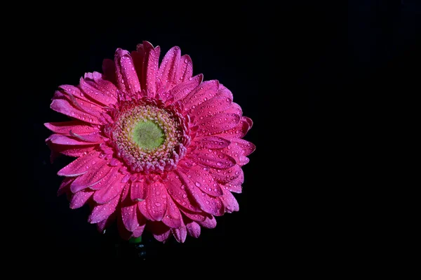 暗い背景の下でのガーバーの花 — ストック写真