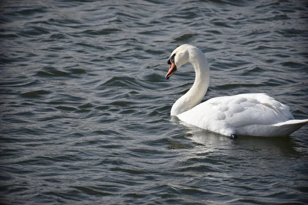 Schöner Weißer Schwan Schwimmt Sommertagen Auf Der Wasseroberfläche Des Sees — Stockfoto