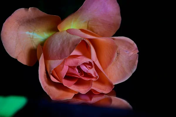 Úžasné Jemné Květiny Izolované Černém Pozadí — Stock fotografie