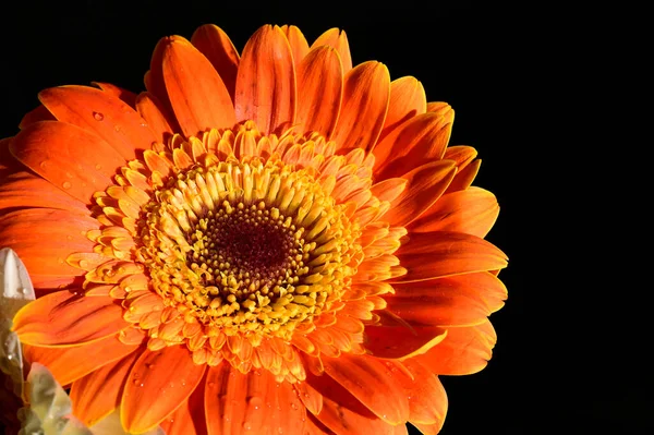 Flores Gerberas Fondo Oscuro — Foto de Stock