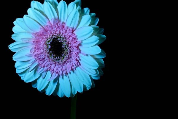 Gerber Flores Fundo Escuro — Fotografia de Stock