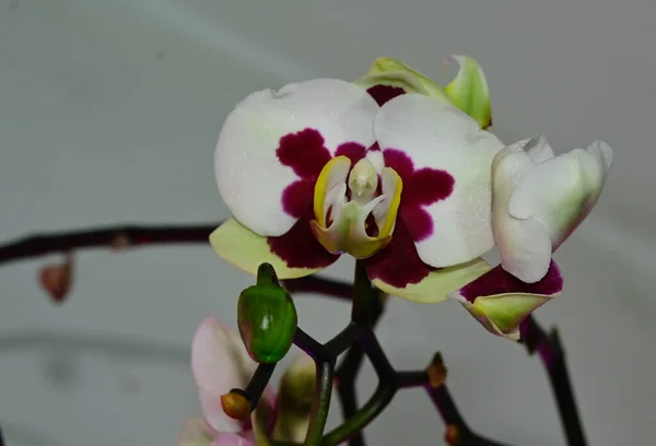 Mooie Orchidee Bloemen Wazige Achtergrond Zomer Concept Close View — Stockfoto