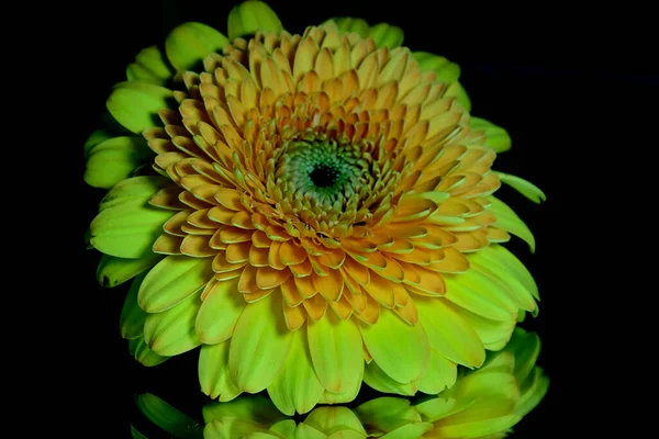 Flores Gerberas Fondo Oscuro —  Fotos de Stock