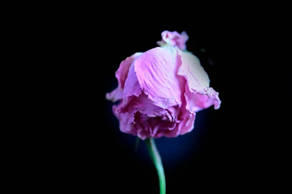 Hermoso Desvanecimiento Rosa Sobre Fondo Oscuro Concepto Verano Vista Cercana — Foto de Stock
