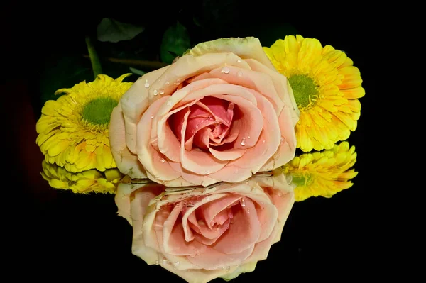 Красивые Цветки Розы Герберы Темном Фоне Летняя Концепция Вид Сверху — стоковое фото