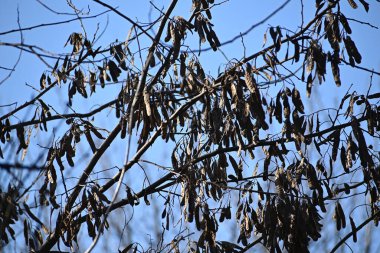 Sokaktaki kuru ağaç dalları