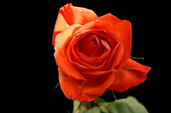 Koyu Arkaplanda Güzel Bir Gül Çiçeği Yaz Konsepti Yakın Görüş — Stok fotoğraf