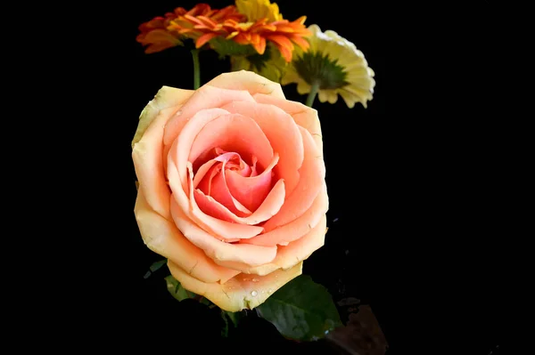 Koyu Arkaplanda Gerbera Çiçekleri Olan Güzel Bir Gül Yaz Konsepti — Stok fotoğraf