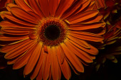 Картина, постер, плакат, фотообои "gerber flowers on blurred background", артикул 378643336