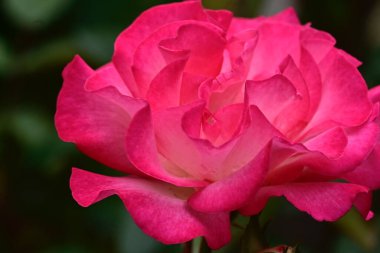 Güneşli yaz gününde bahçede yetişen güzel çiçekler. 