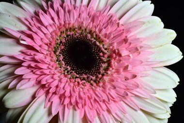 Gerber çiçeği siyah arkaplanda