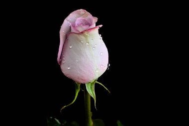 Koyu arkaplanda güzel bir gül, yaz konsepti, yakın görüş  