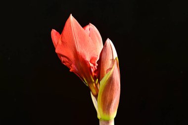 Koyu arkaplanda güzel çiçekler, yaz konsepti, yakın manzara  