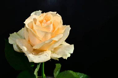 Koyu arkaplanda güzel bir gül, yaz konsepti, yakın görüş  