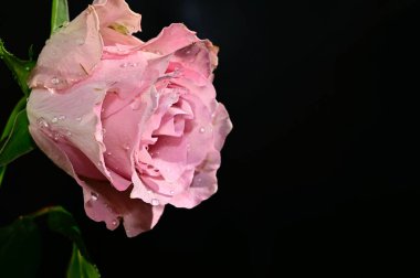 Koyu arkaplanda güzel bir gül, yaz konsepti, yakın görüş  