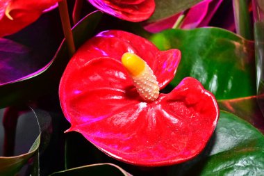 Güneşli yaz gününde bahçede yetişen güzel çiçekler. 