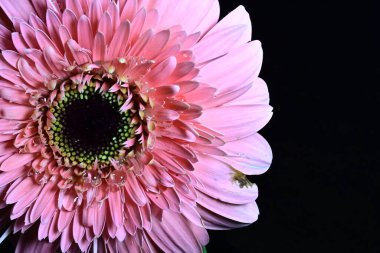 Gerber çiçeği siyah arkaplanda