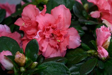 Bulanık arka planda güzel açelya çiçekleri, yaz konsepti, yakın görüş  