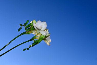 Mavi arka planda güzel bir çiçek buketi