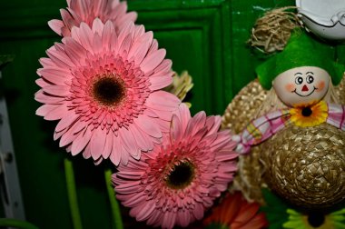 Gerber çiçekleri koyu arkaplanda